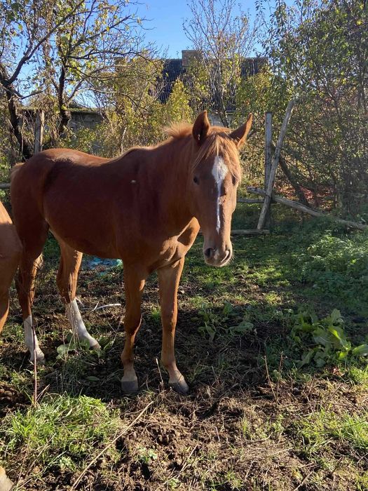 Sprzedam ogiera Tajfuna