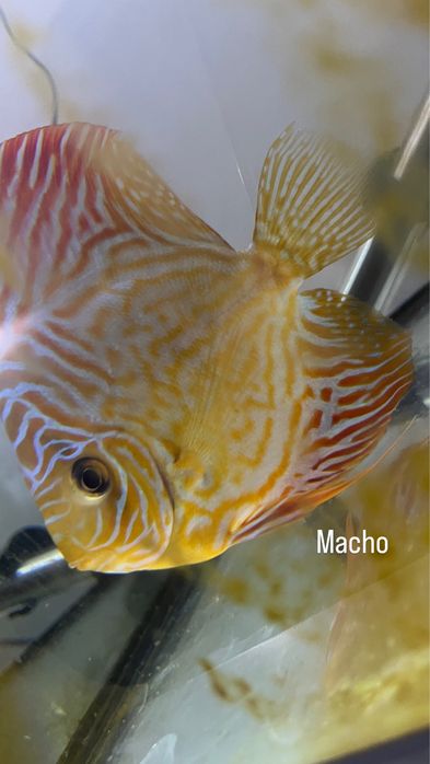 Ultimos 4 Discus com aprox. ate 5 cm