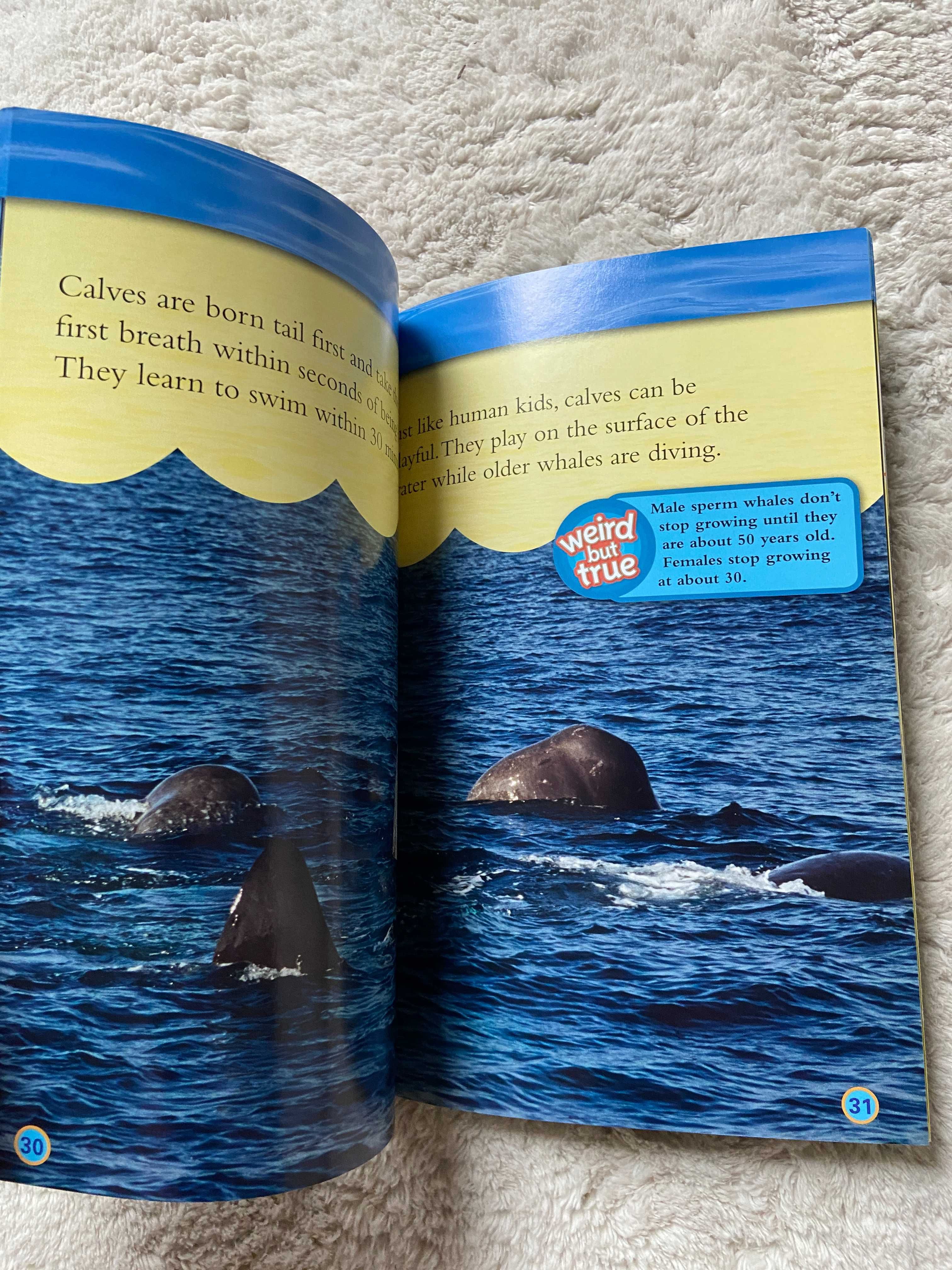 Seria 3 National Geographic Pyramids L1 Coral Reefs L2 Whales L3