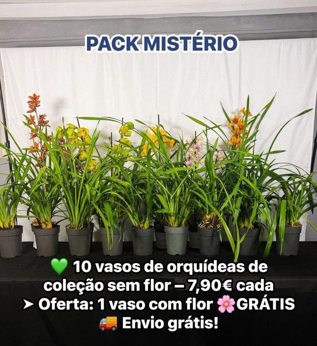 Orquideas em vaso coleção vendidas ao Pack
