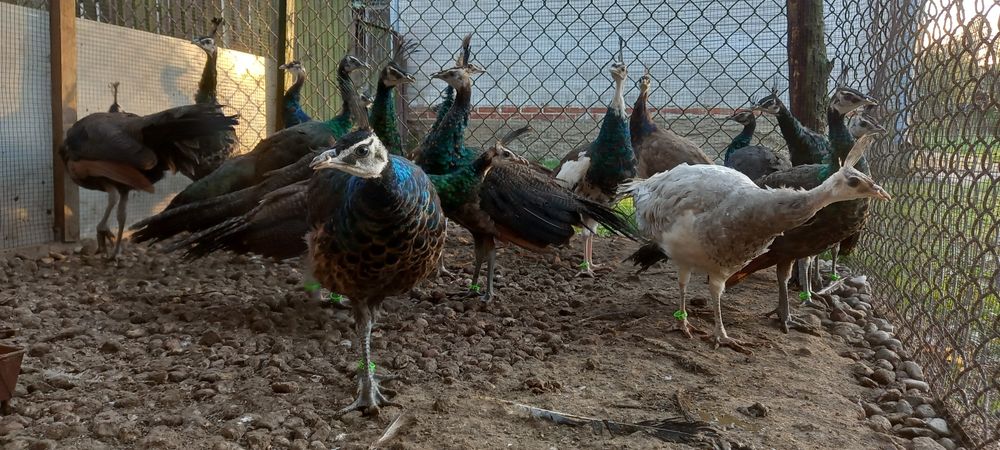 Paw pawie szmaragdowe 2025r