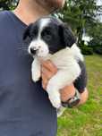 GOTOWE DO ODBIORU Suczka Border Collie czekoladowo biała czarno biała