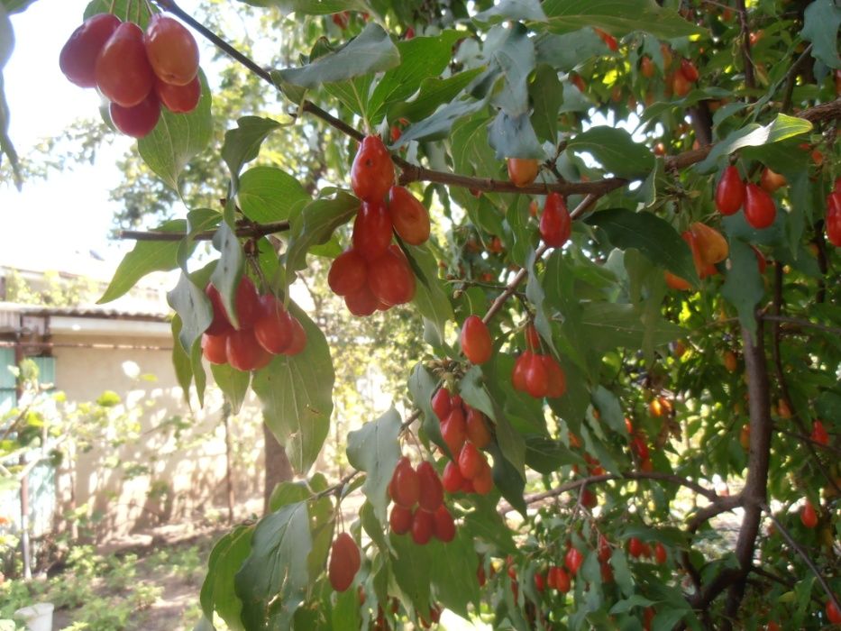 Саженцы инжир гранат калина йошта,смородина.малина.,фундук