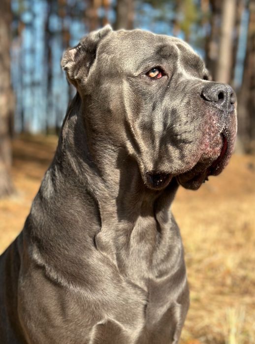 Вʼязка кобеля кане корсо