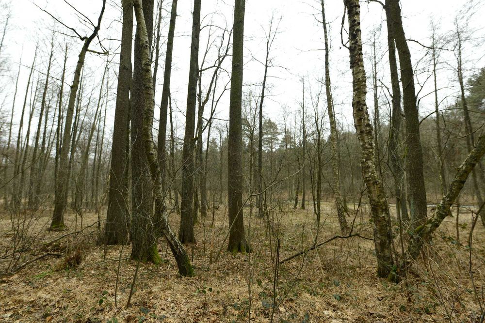 Drzewo materiałowe dąb, olcha, sosna