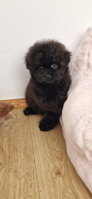 Pomapoo,  suczka