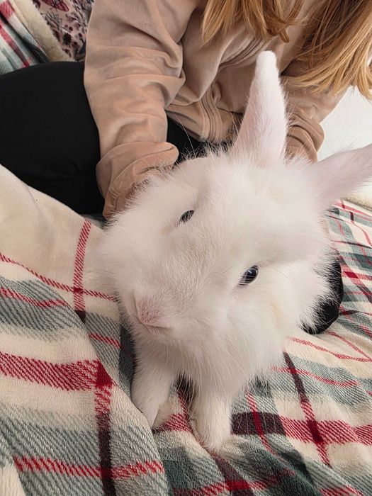 Biały królik miniaturka