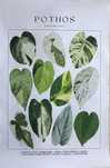 Gobelin na płótnie HD/Obrazek/Biotanic Plant/Retro Home Decor, Pothos