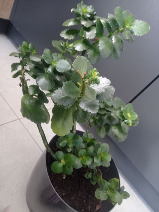 Kalanchoe żyworódka