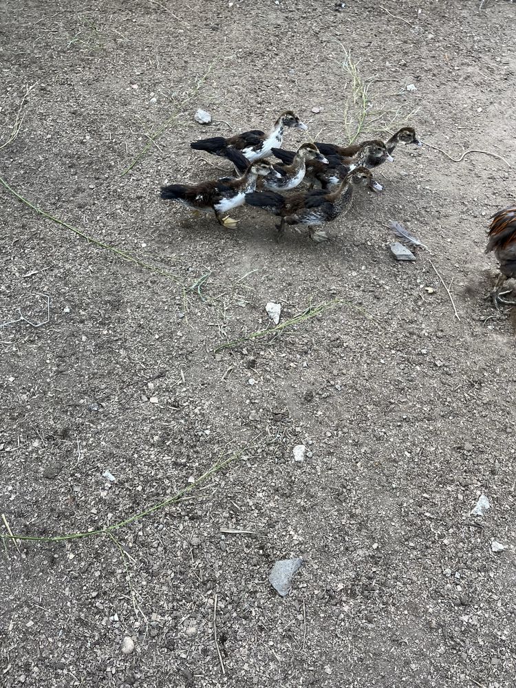 Patos mudos novos
