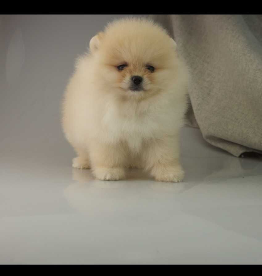 Pomeranian MIŚ szpic miniaturowy