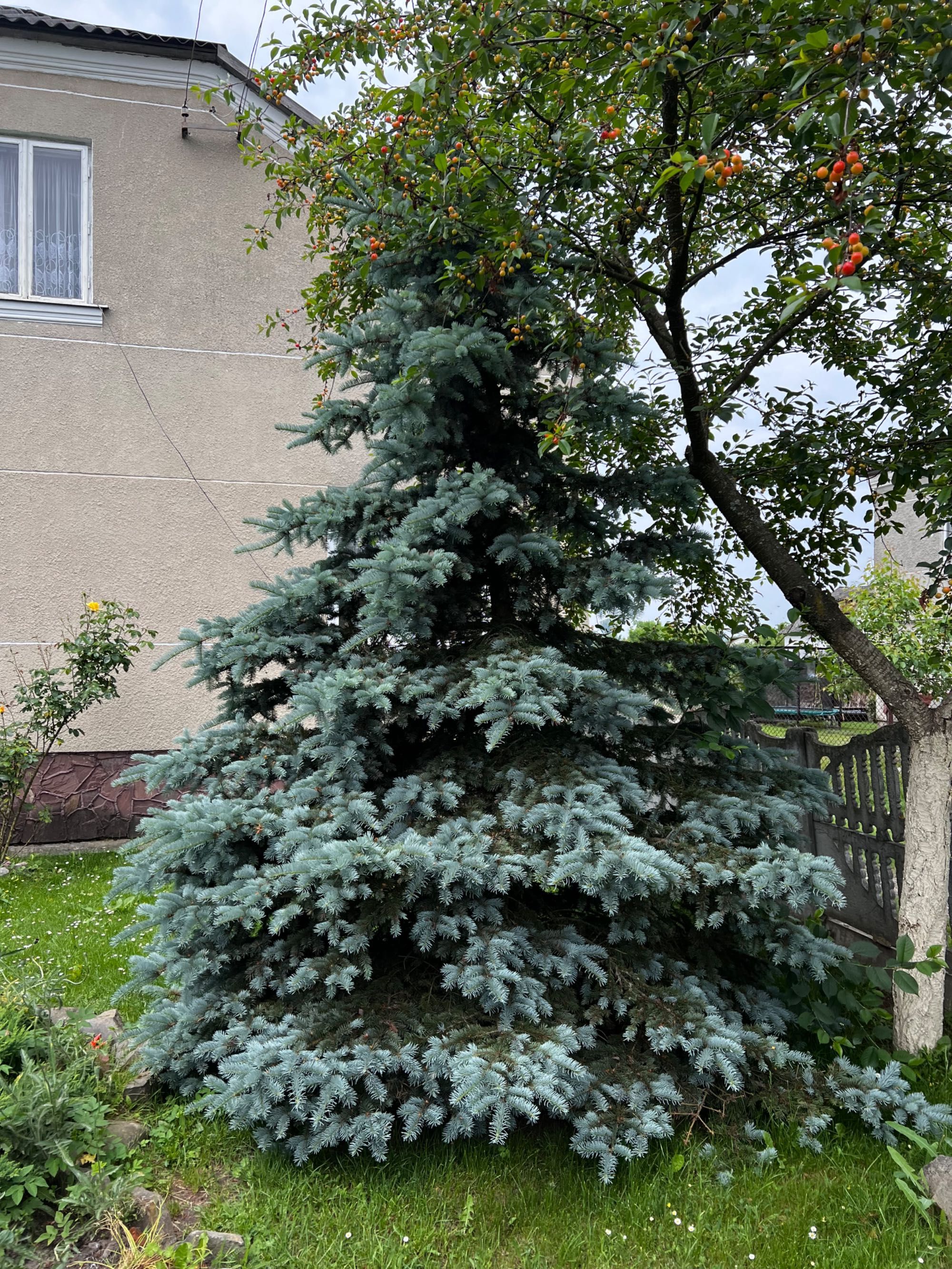 Живі Ялинки синя та зелена