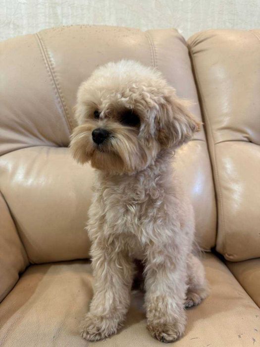 Мальтіпу Ф1, хлопчик, Вязка.