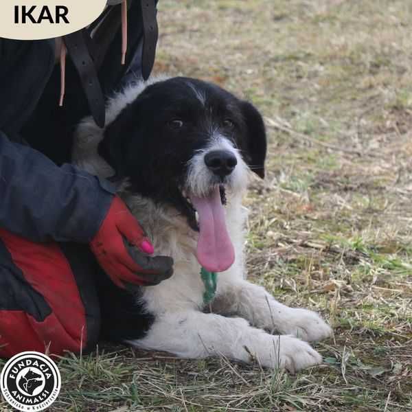 IKAR czeka na swoją nową rodzinę.