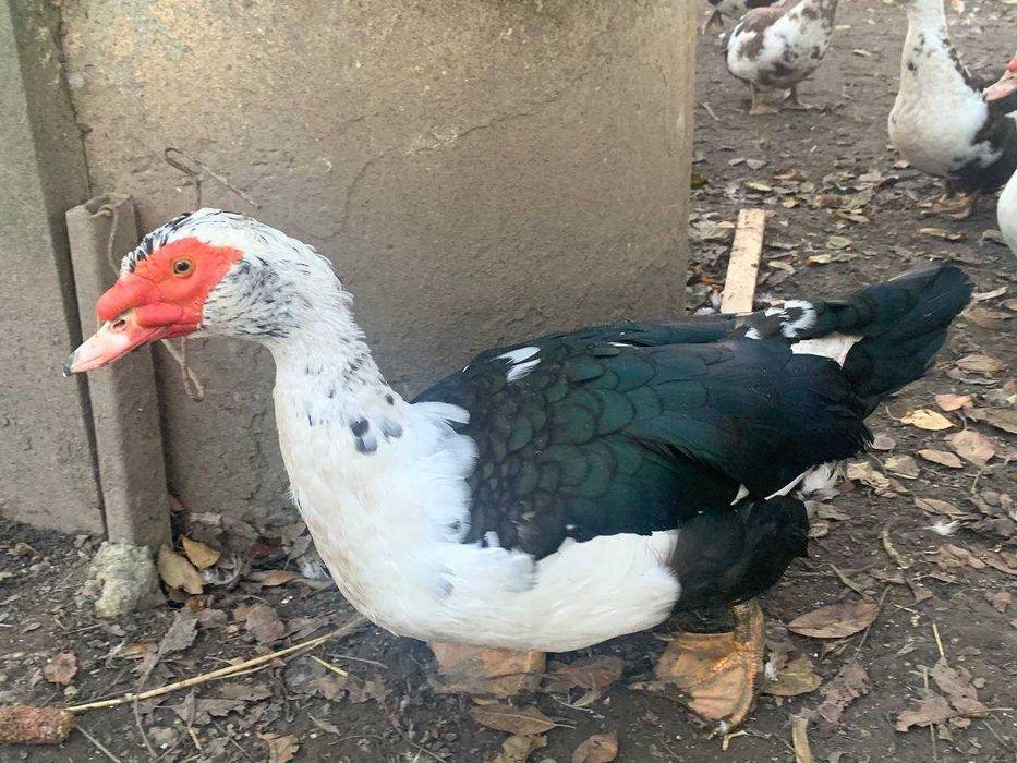 Продаються качки шипуни