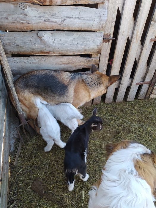 Козлята старше месяца