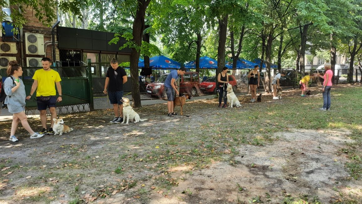 Дрессирування собак   Кінолог Навчання собак