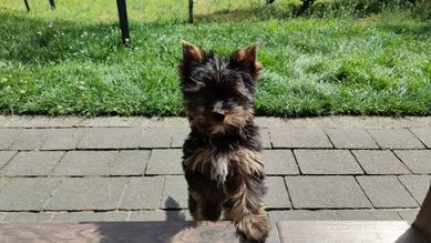 Yorkshire terrier