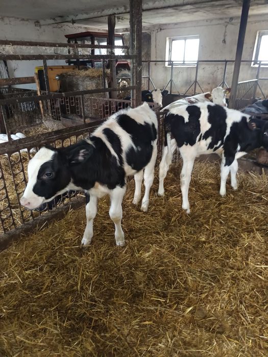 Sprzedam cielaki byczki