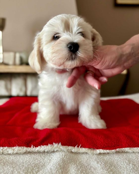 Hawańczyk z rodowodem ZKwP/FCI- wyjątkowy szczeniak z domowej hodowli