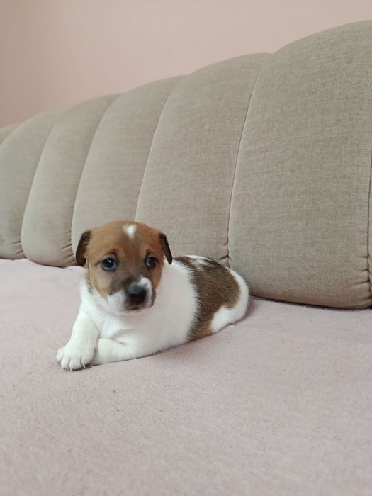 Śliczna suczka Jack Russell Terrier
