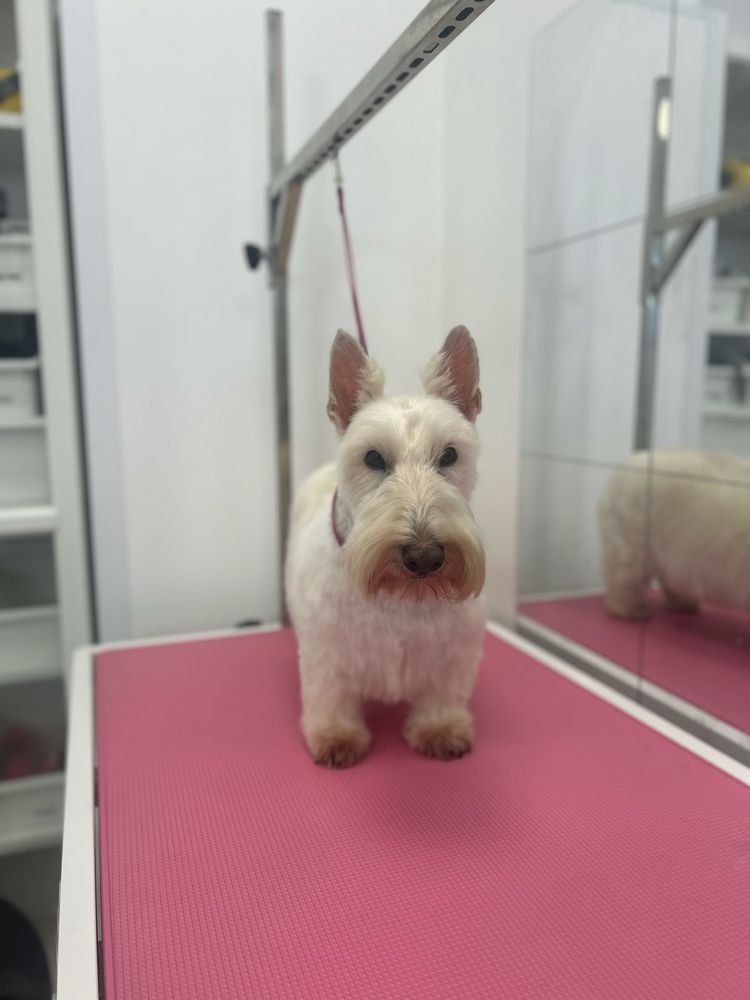 Profesjonalny groomer psi fryzjer strzyżenie psów Ursynów