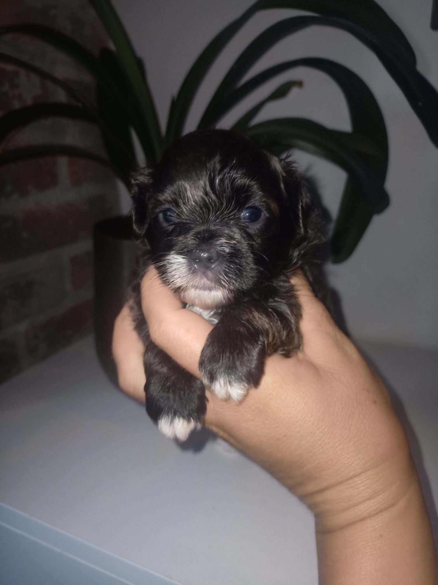Shihpoo wyjątkowy