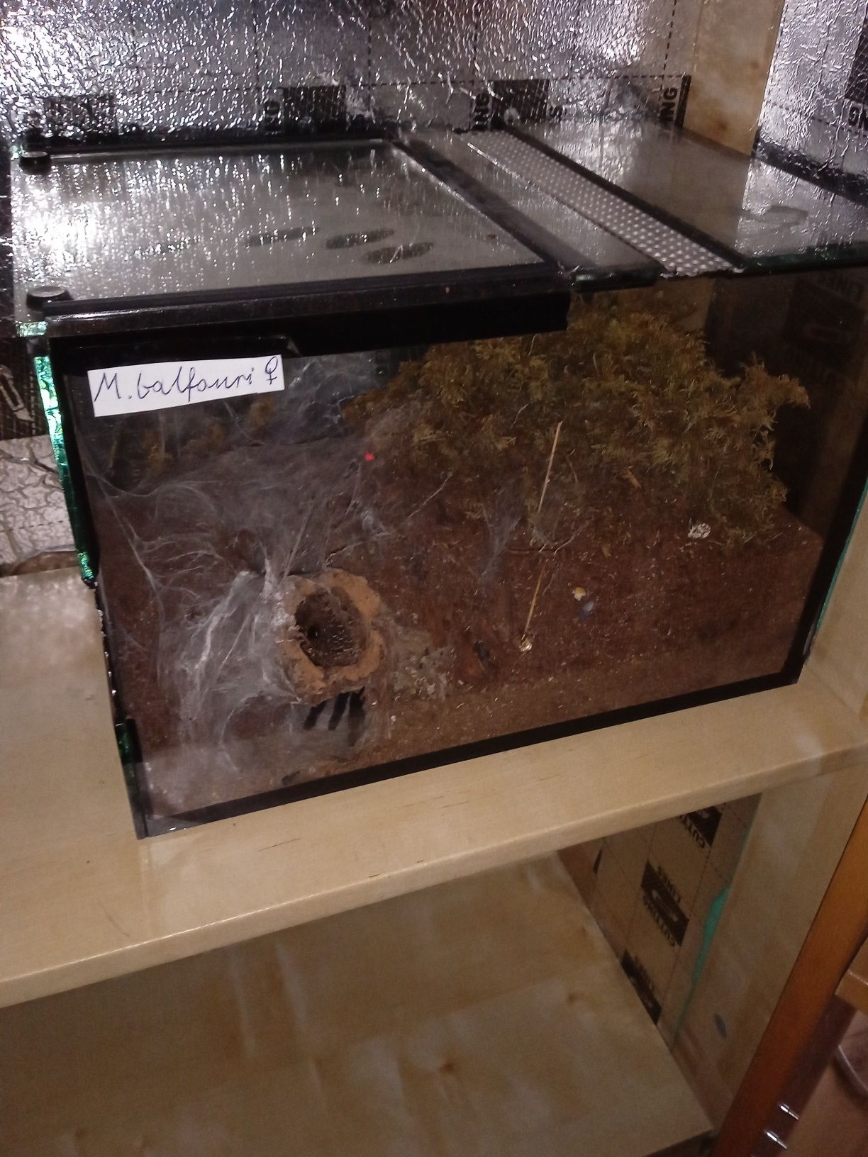 Monocentropus balfouri