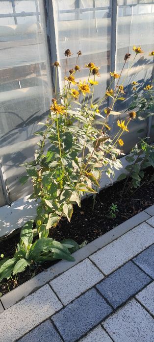 Słoneczniczek szorstki sadzonka bylina pięknie kwitnie