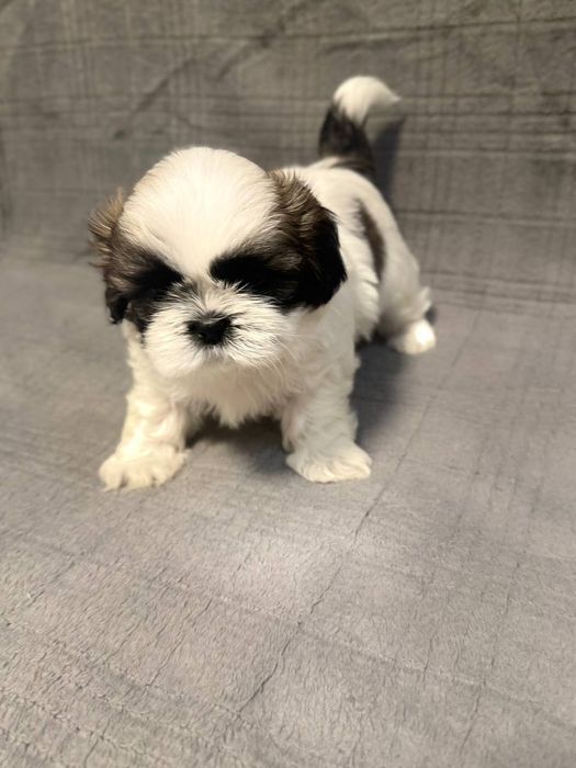 Продам щенков Ши-тцу