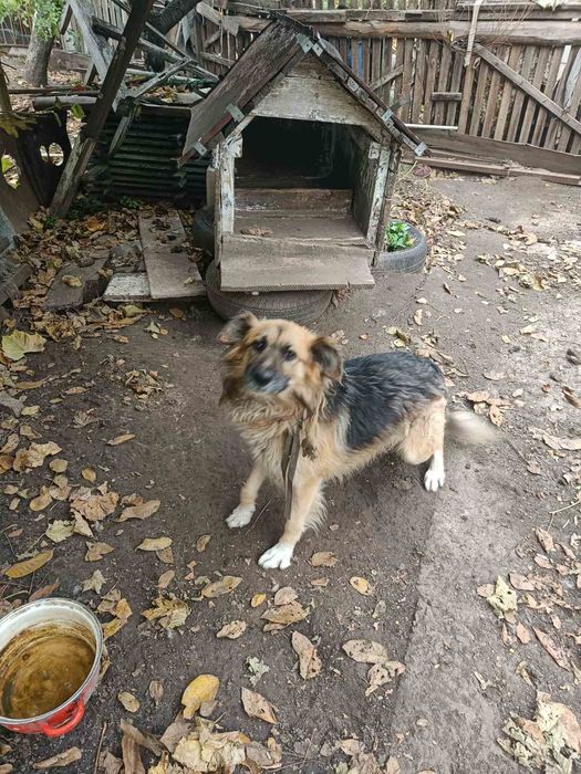 Песик шукає гарну сім'ю