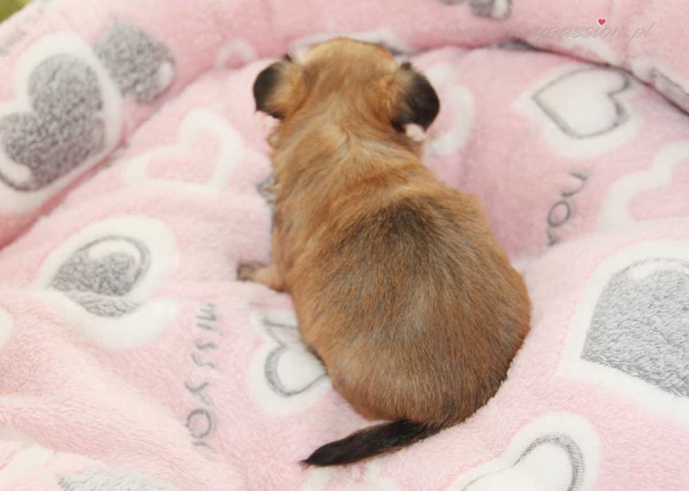 MOSCHINO Crazy Passion FCI - maleńki długowłosy chihuahua