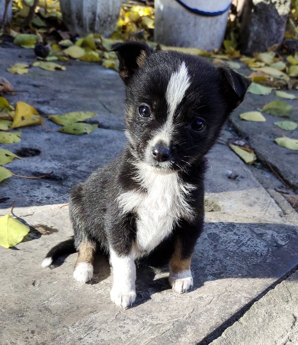 Терміново! Собачки собаченята песики в добрі руки Козятин Глухівці