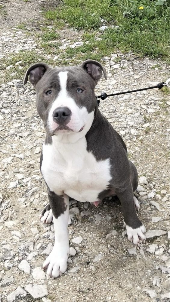Pitt Bull para adopção Responsavel