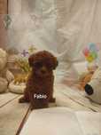 Pudel toy teacup piesek