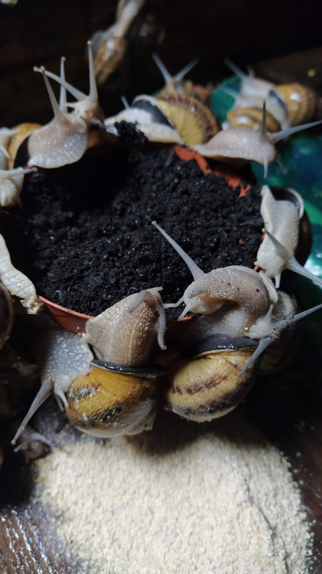 Alevins de asperssa máxima