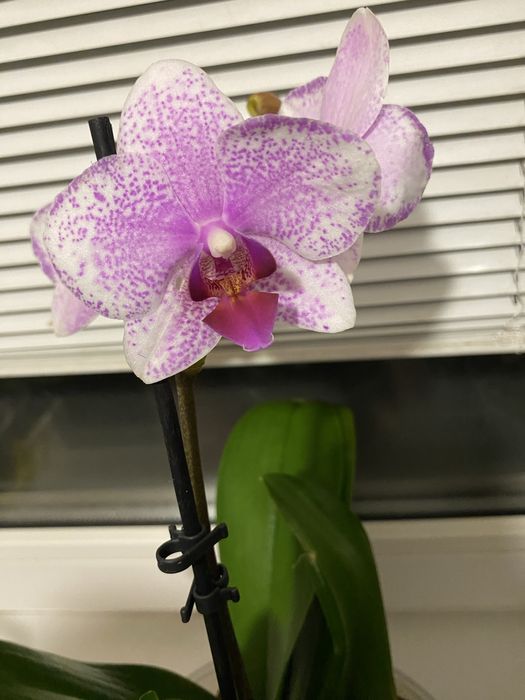 Орхідея ротердам дітка