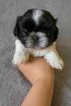 Piekny bialo-czarny Shih-tzu