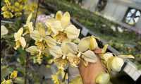 Орхідея фаленопсис