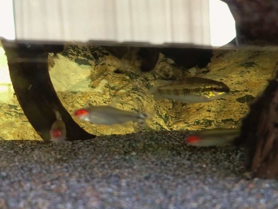 Ciclídeos dicrossus filamentosus