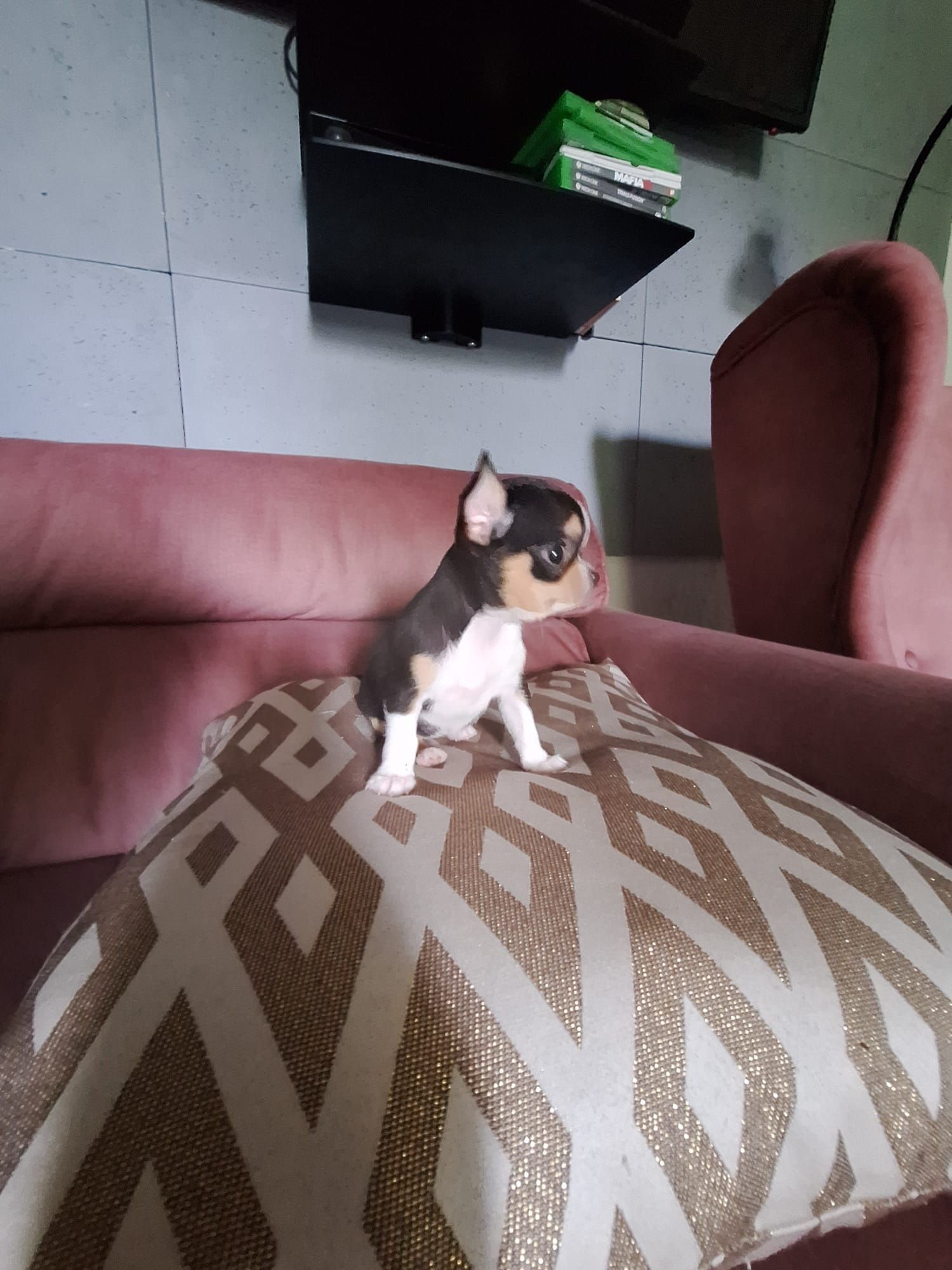 Chihuahua suczka mini