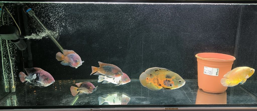 2 peixes Oscar 5 vieja