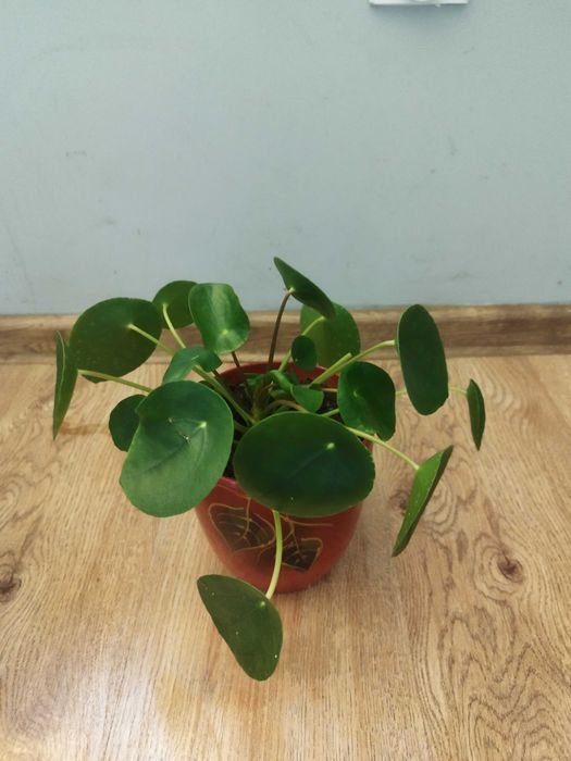 Kwiaty pieniążki Pilea peperomioides