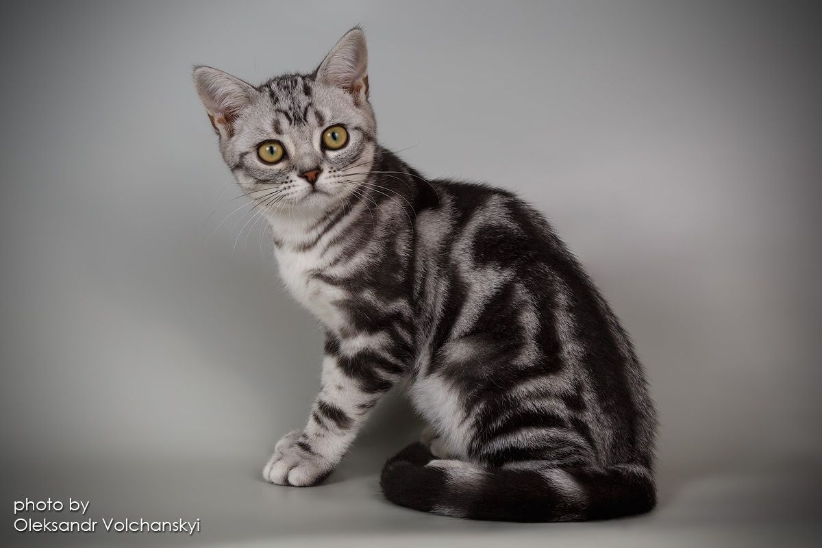 Американське короткошерсте кошеня
