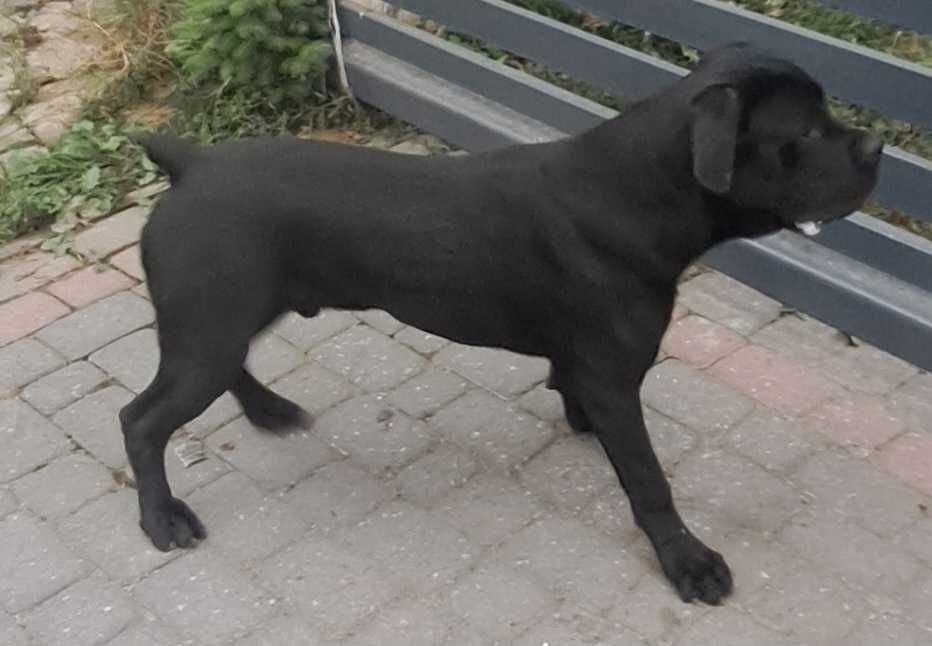 Cane Corso sczeczeniak, pies.