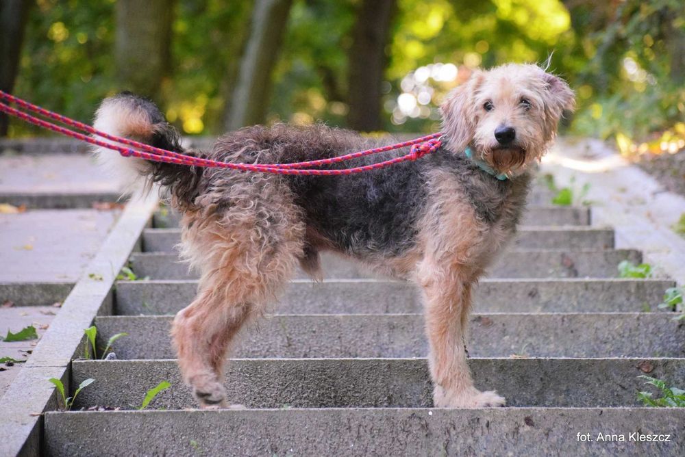 Taco – 10-letni terier, 17 kg, szuka spokojnego domu