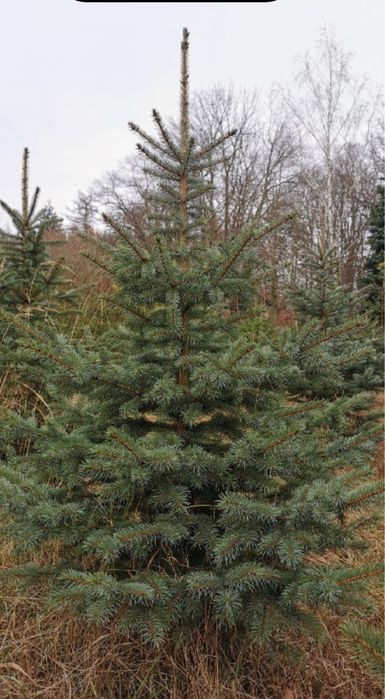 Choinka żywa jodła / świerk – dostawa Warszawa wawer i okolice