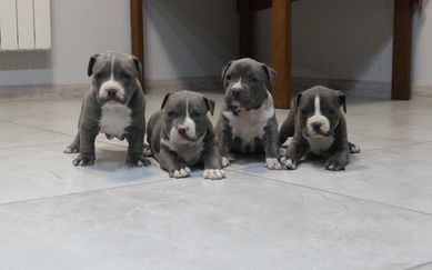 American Staffordshire Terrier Amstaff Błękitny Piesek