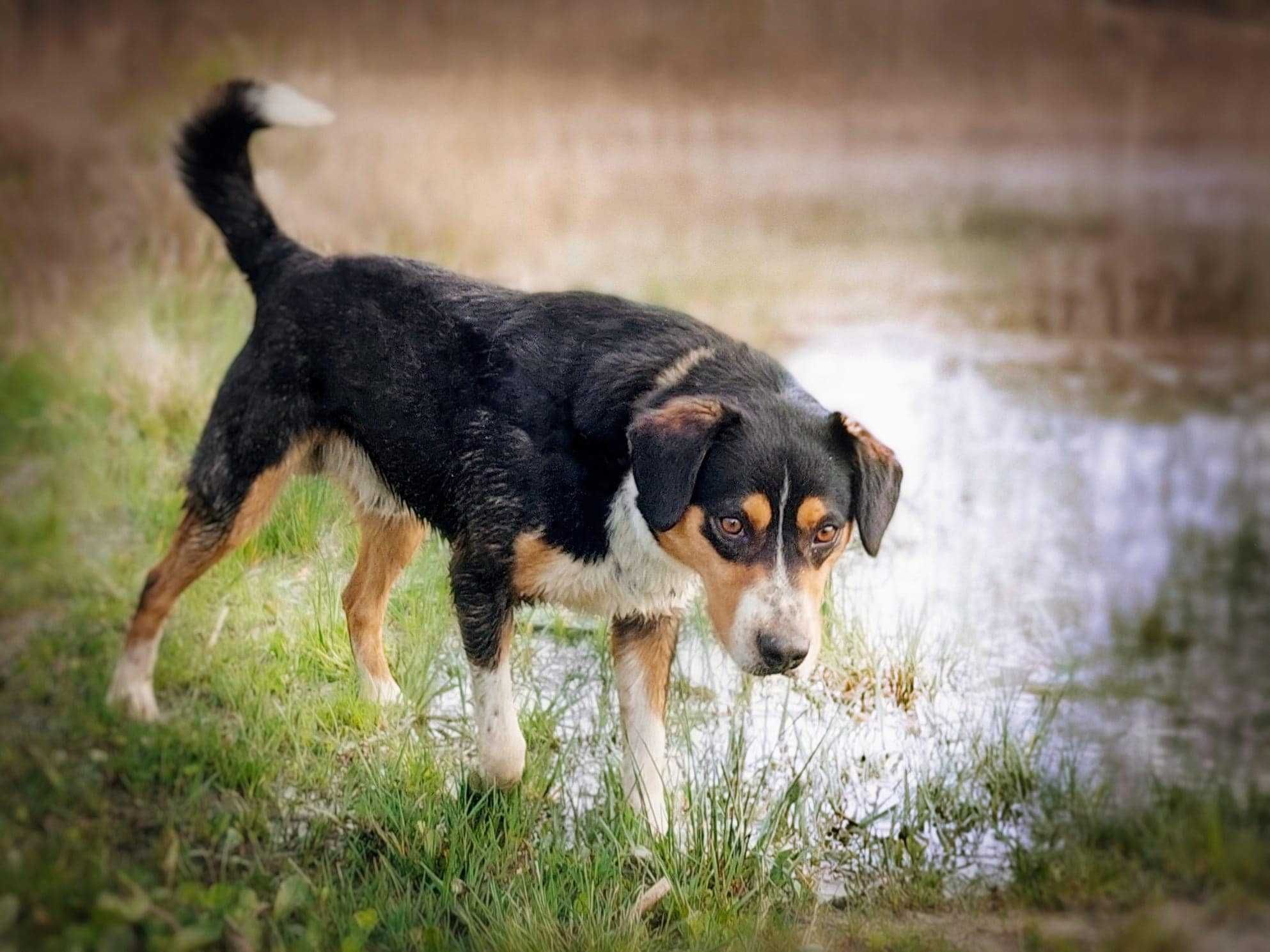 SZIBA - mądry piękny i aktywny psiak do adopcji