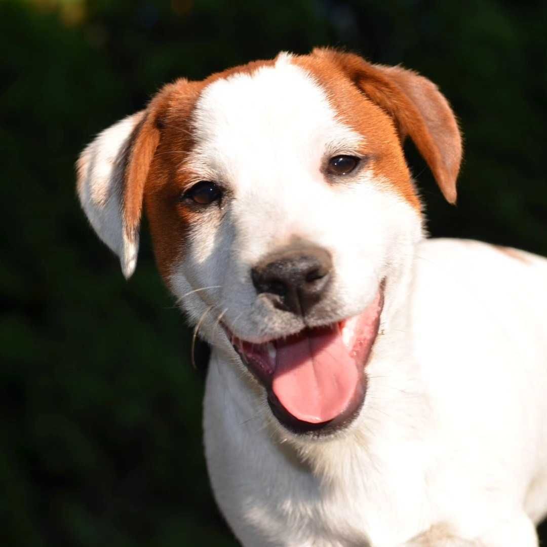 JACK RUSSELL TERRIER piesek gładkowłosy ZKwP/FCI do odbioru